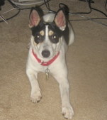 Gracie
