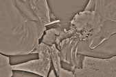 Enlarge photo 151