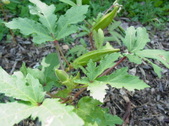 Enlarge photo 41