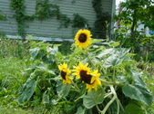 Enlarge photo 48