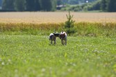 Enlarge photo 18