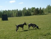 Enlarge photo 23