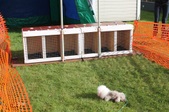 Specialty Shows & Terrier Races 2012 