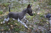Enlarge photo 4