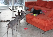 Enlarge photo 13