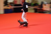 World Dog Show 2010