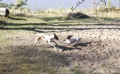 Enlarge photo 23