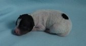 1st puppy: hairless male
