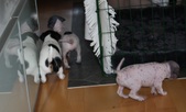 Enlarge photo 8