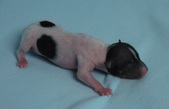 2nd puppy: hairless male