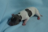 3rd puppy: coated carrier female