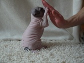 Enlarge photo 13