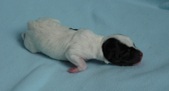 5th puppy: coated carrier male
