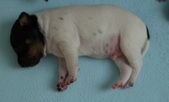 Enlarge photo 4
