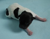 6th puppy: coated carrier male