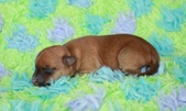 1st puppy: female, coated carrier
