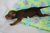 2nd puppy: male, hairless