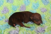 3rd puppy: male, hairless
