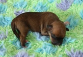 4th puppy: male, coated carrier