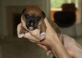 Enlarge photo 8