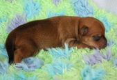 5th puppy: male, coated carrier