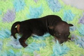 6th puppy; female, hairless