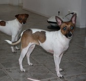 Group photos of Cami & Lemmy puppies