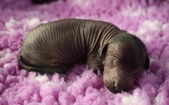 The 1st puppy: hairless female