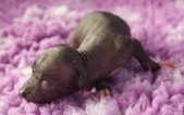 The 2nd puppy: hairless female