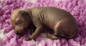 The 3rd puppy: hairless female