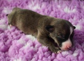 The 4th puppy: coated female