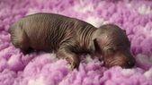 The 5th puppy: hairless female