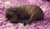 The 6th puppy: hairless female