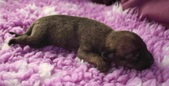 The 7th puppy: coated male