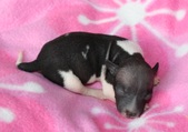 The 2nd puppy, male