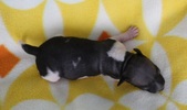 Enlarge photo 5