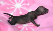 The 3rd puppy, male