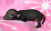 The 4th puppy, female