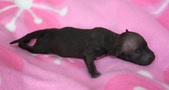 The 5th puppy, male