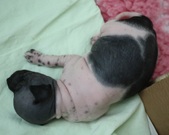 Enlarge photo 6