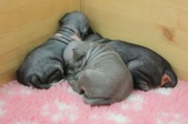 Enlarge photo 6