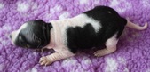 1st puppy: male