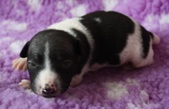 2nd puppy: male