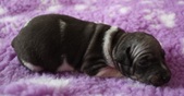 3rd puppy: male