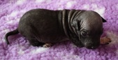 4th puppy: male