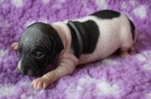 6th puppy: female