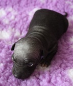 7th puppy: female