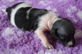 8th puppy: female