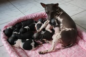 Dynali & Ares Pups 2015