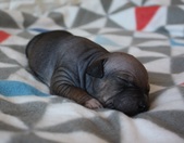 1st puppy: male